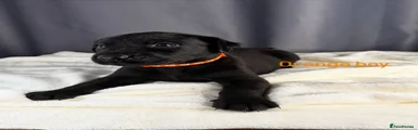 Labrador Retriever 1