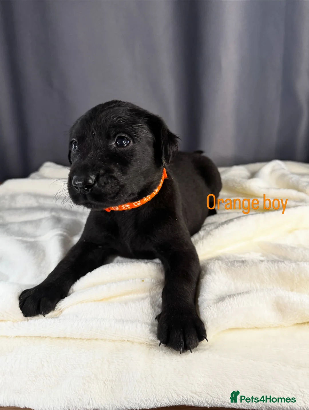 Labrador Retriever dogs for sale: Labrador puppies in Maldon - Advert 8