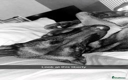 Belgian Shepherd Dog dogs for sale: Belgian shepherd  - Image 2