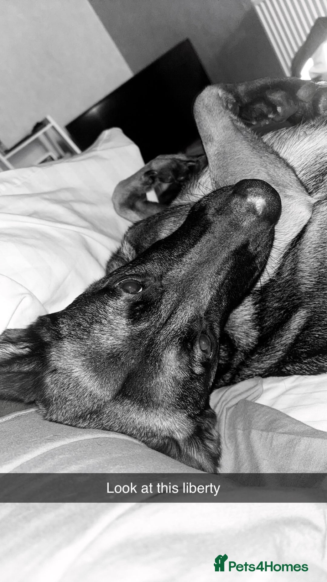 Belgian Shepherd Dog dogs for sale: Belgian shepherd  - Image 2