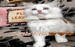 Ragdoll cats for sale: Last princes 💖Beautiful Ragdoll Kittens.  - Image 3