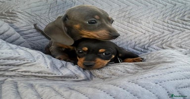 Dachshund dogs - Advert 1