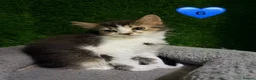 Mixed Breed cats for sale: Beautiful litter of fluffy kittens  - Advert 33