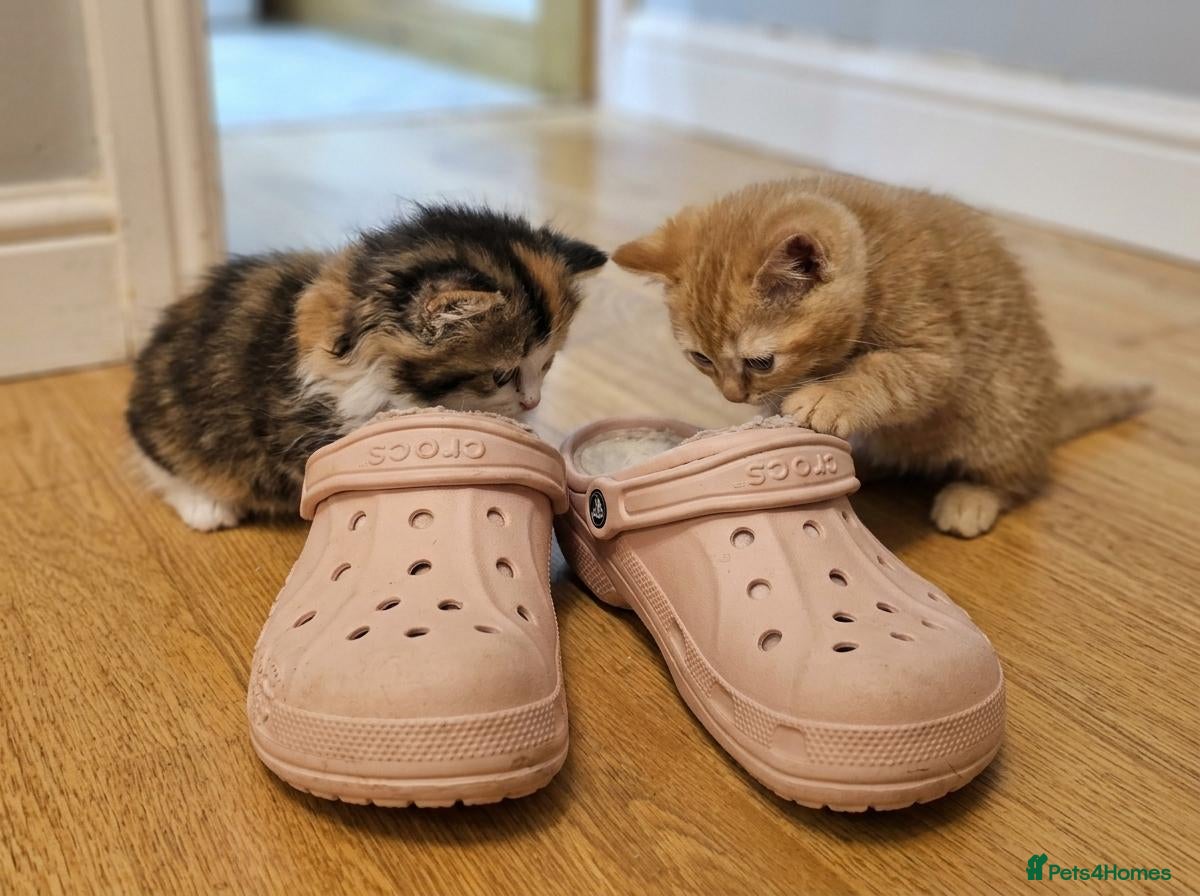British Shorthair cats for sale: Beautiful British Shorthair & Longhair Kittens - Advert 2