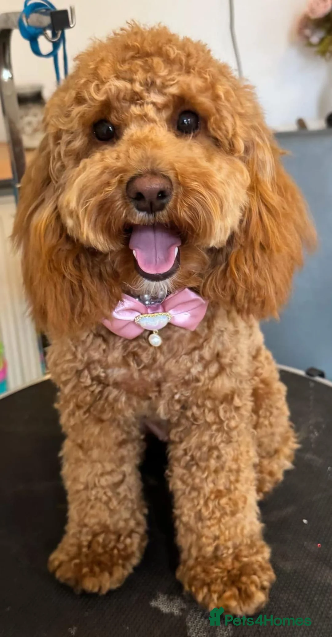 Cockapoo dogs for sale: Mini cockapoo F2 - Advert 1