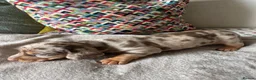 Miniature Dachshund dogs for sale: 3 Miniature Dachshund Puppies    in York - Advert 14