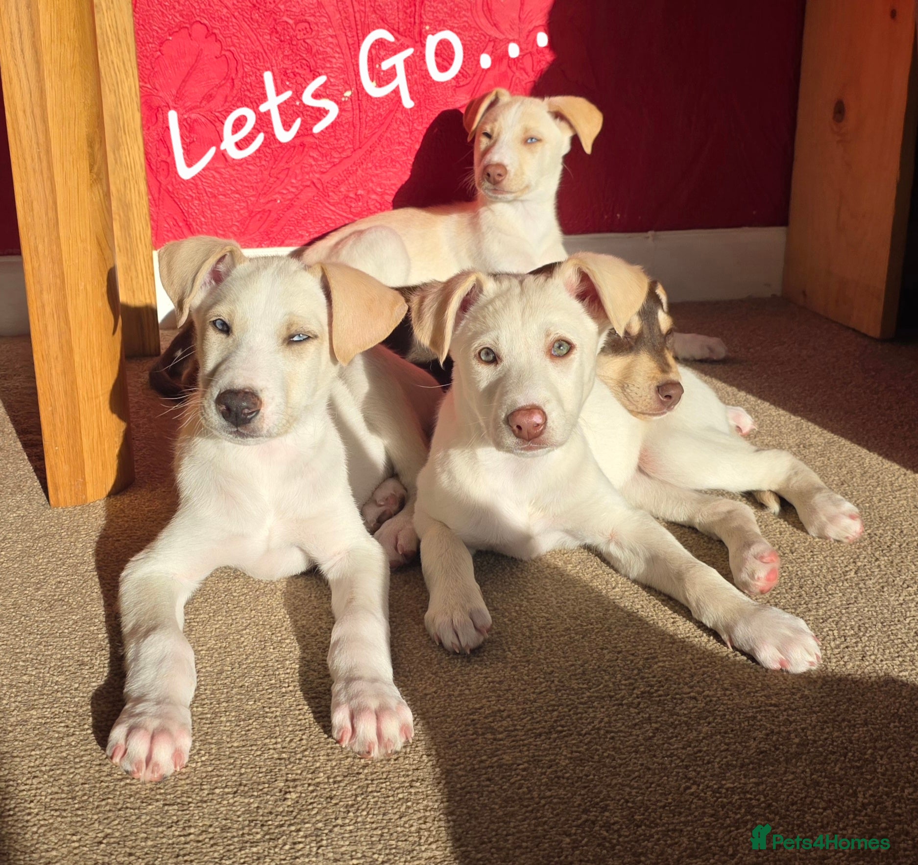 Mixed Breed dogs EUROHOUND / SIBERIAN HUSKY HYBRID PUPPIES  - Advert 8