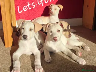 Mixed Breed dogs EUROHOUND / SIBERIAN HUSKY HYBRID PUPPIES - Advert 8