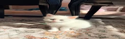 Maine Coon cats for sale: WHITE MAINE COON KITTENS - Advert 7