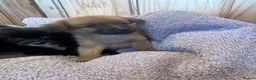 Pomchi dogs for sale: Pomchi in Hull - Advert 3