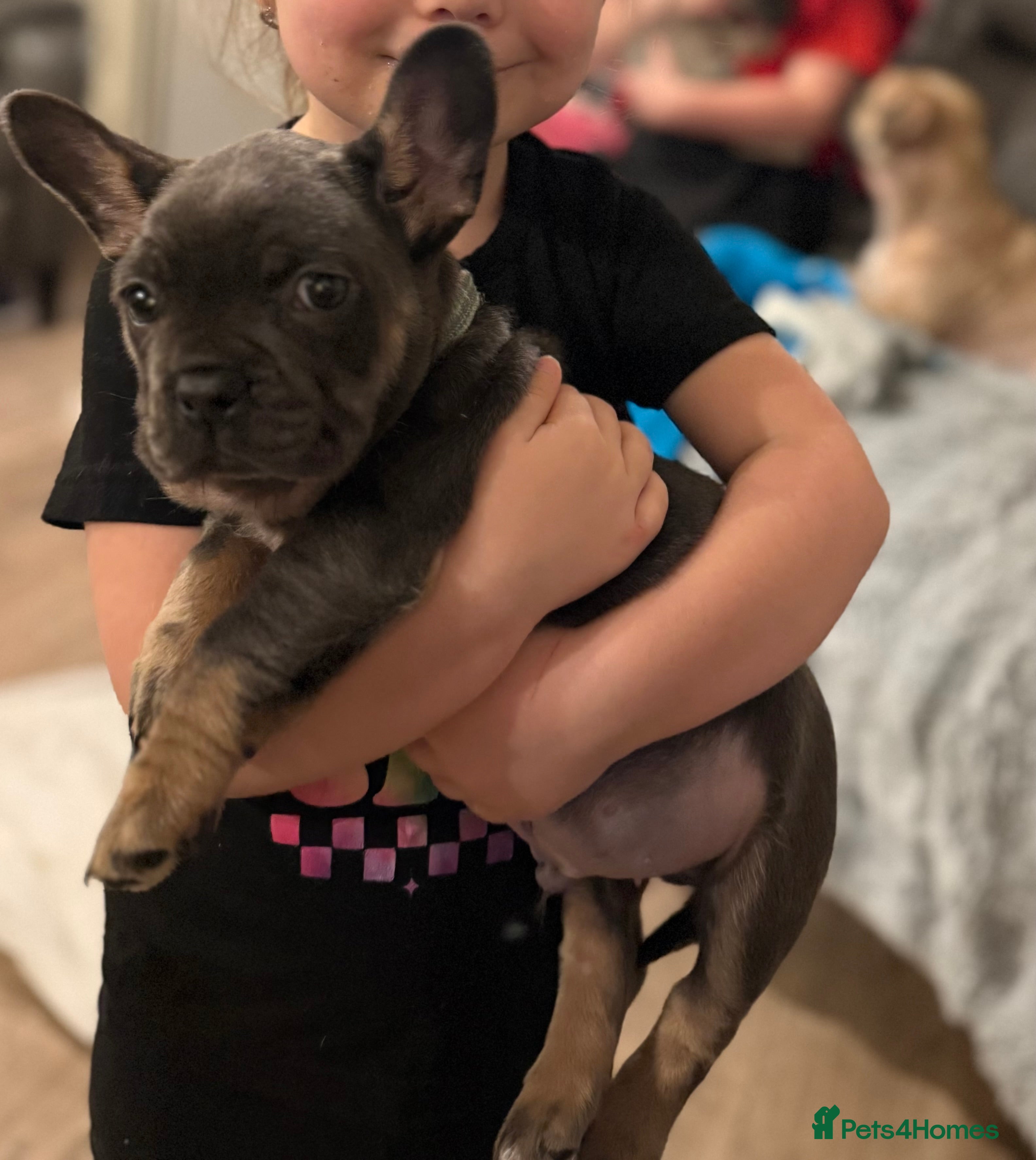 Mixed Breed dogs French bulldog cross  - Advert 14