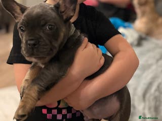 Mixed Breed dogs French bulldog cross - Advert 21