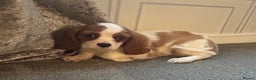Cavalier King Charles Spaniel dogs for sale: Stunning King Charles cavalier puppies  - Advert 5