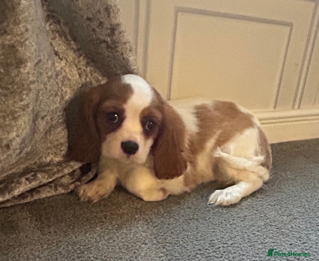 Cavalier King Charles Spaniel dogs for sale: Stunning King Charles cavalier puppies  - Advert 5