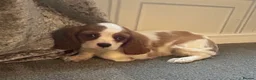Cavalier King Charles Spaniel dogs for sale: Stunning King Charles cavalier puppies  - Advert 5
