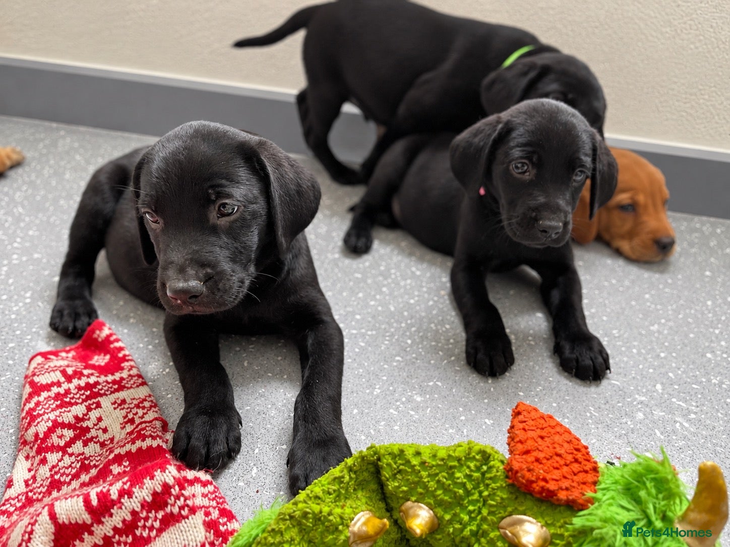 Labrador Retriever dogs Beautiful KC Labrador Pups - Advert 2