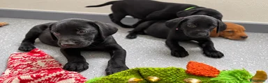 Labrador Retriever 7