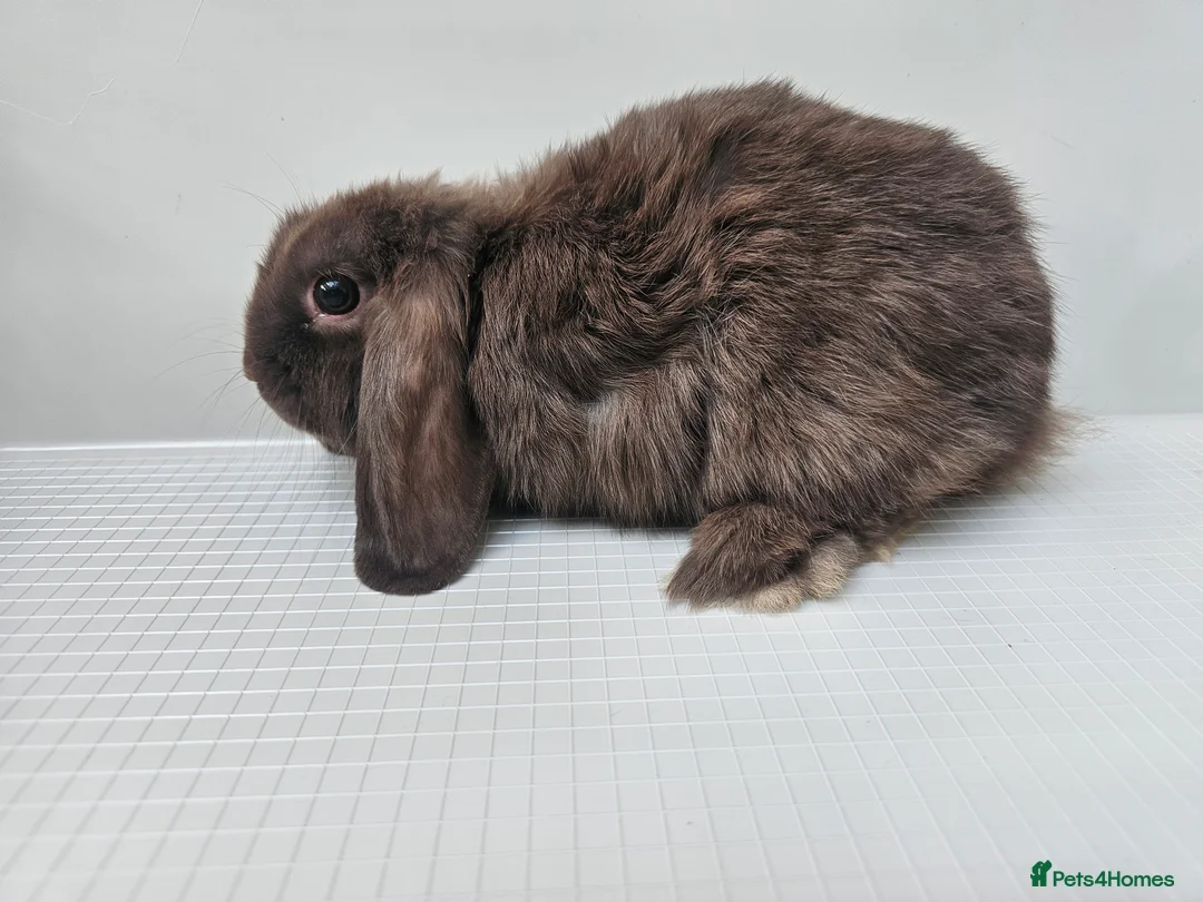 Mini Lop rabbits for sale: mini lop girl bunnys - Advert 2