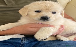 Golden Retriever dogs for sale: Fabulous golden retriever puppies  - Image 25