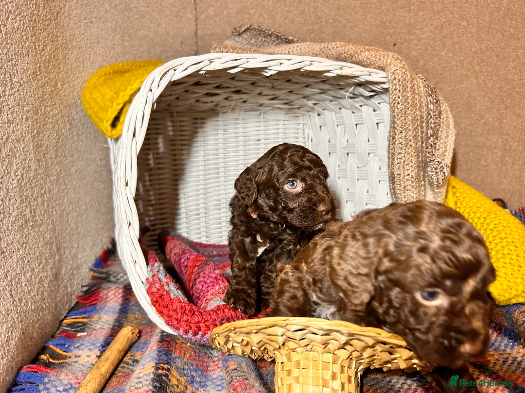 Lagotto Romagnolo dogs for sale: Spring Lagotto Romagnolo puppies - Advert 5