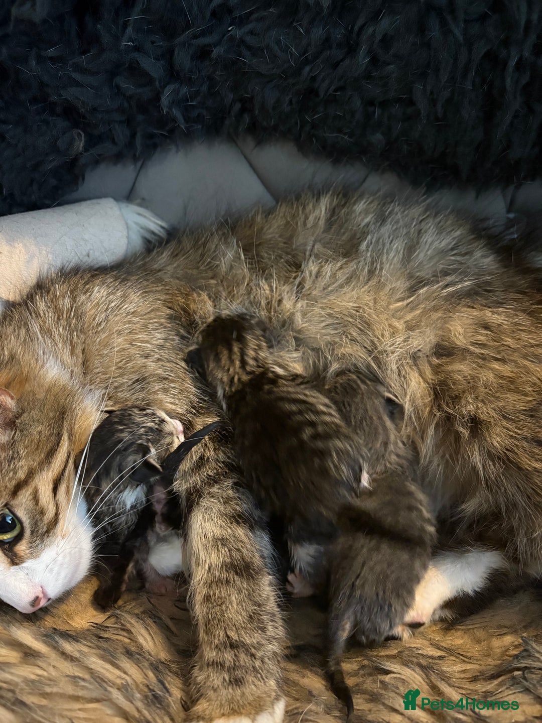 Mixed Breed cats for sale: 4 kittens for sale  - Image 4