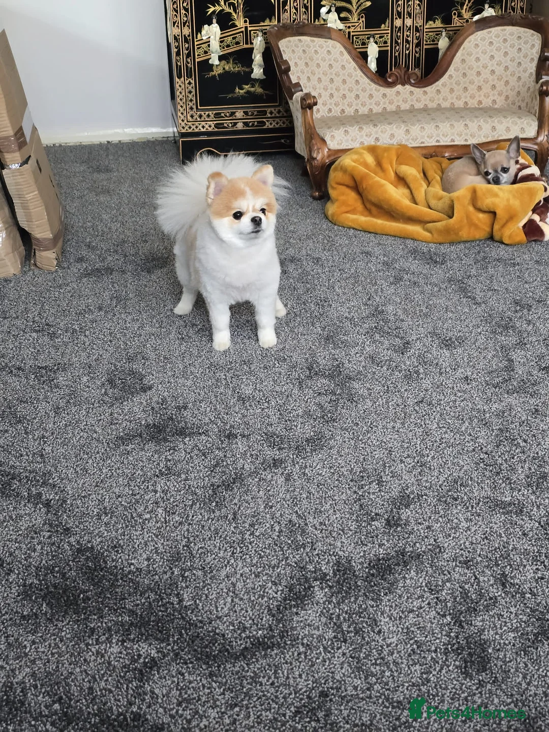 Pomeranian dogs for sale: Pomeranian Female 18months old - Advert 5