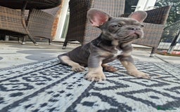 French Bulldog dogs for sale: French Bulldog puppies (1 lilac and tan left) - Image 4