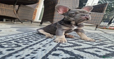 French Bulldog dogs - Advert 14