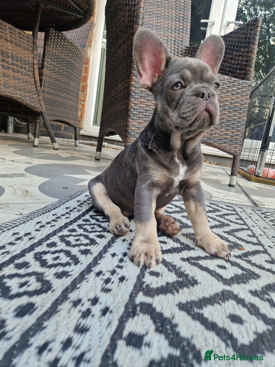 French Bulldog dogs for sale: French Bulldog puppies (1 lilac and tan left) - Image 4