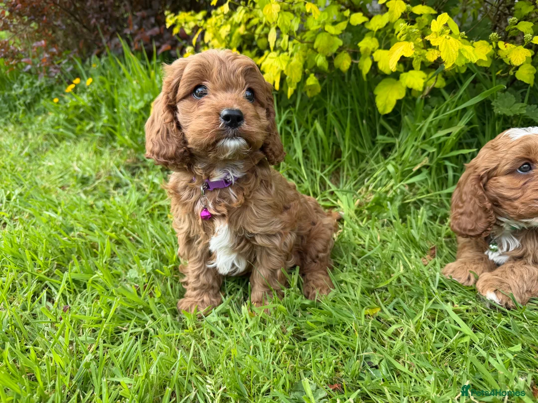 Cavapoo dogs for sale: Red F1 Cavapoo Puppies - Advert 2