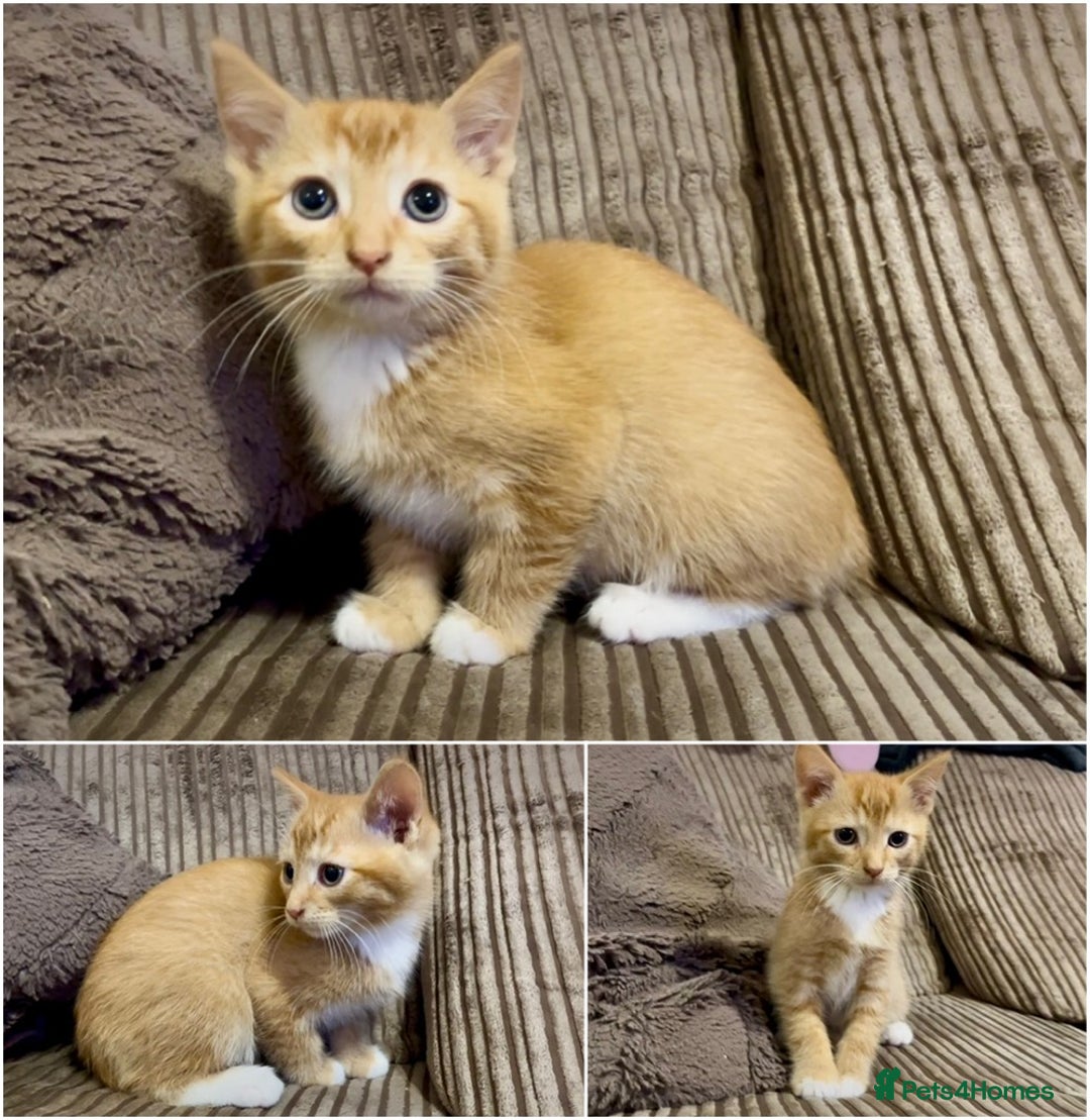 Mixed Breed cats for sale: Lovely kittens ready now  - Image 3