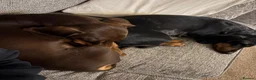 Dachshund dogs for sale: Dachshunds for sale - Advert 15