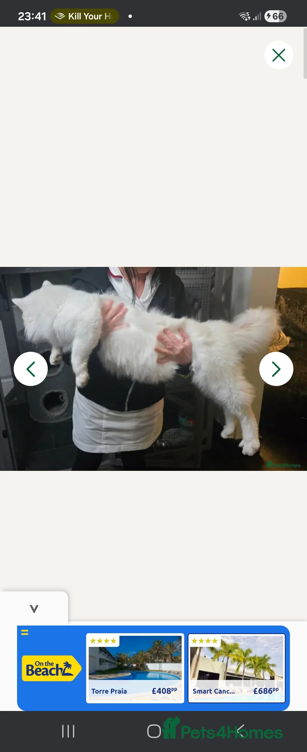 Maine Coon cats for sale: Maine Coon kittens - Advert 2