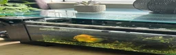 Other/Mixed Breed fish for sale: 3 tropical fish for sale large parrot and 2 others - Advert 2