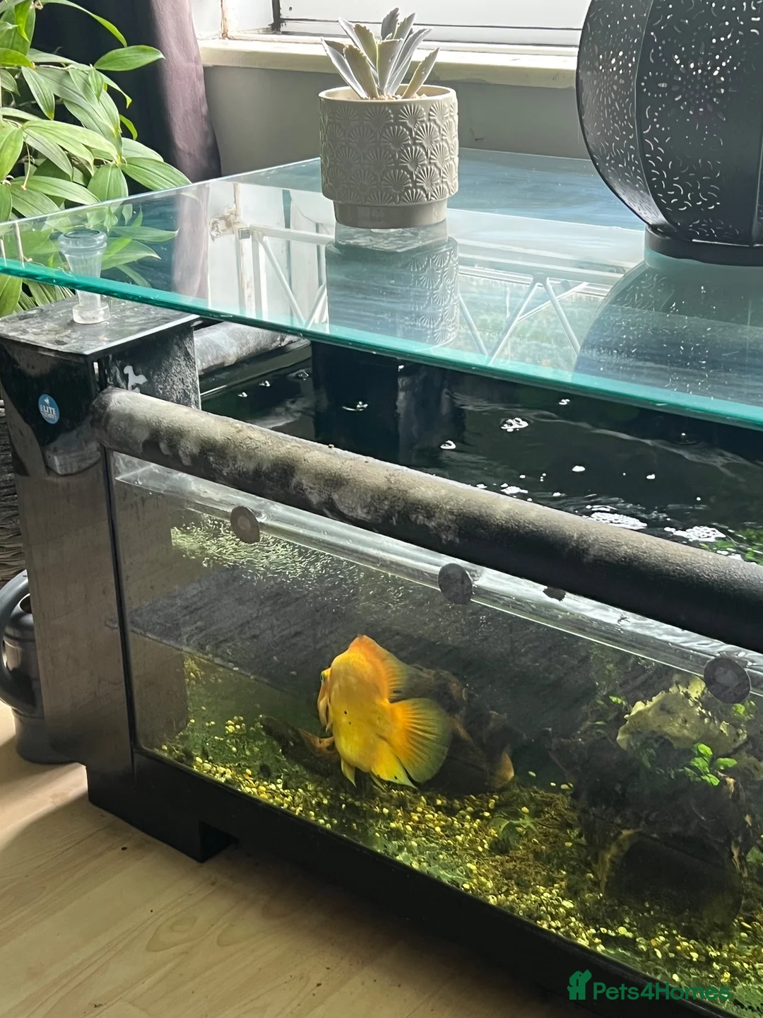 Other/Mixed Breed fish for sale: 3 tropical fish for sale large parrot and 2 others - Advert 2