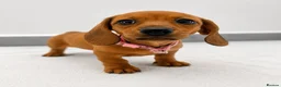 Miniature Dachshund dogs for sale: ⭐️ KC Registered Miniature Dachshund Puppies⭐️  - Advert 5