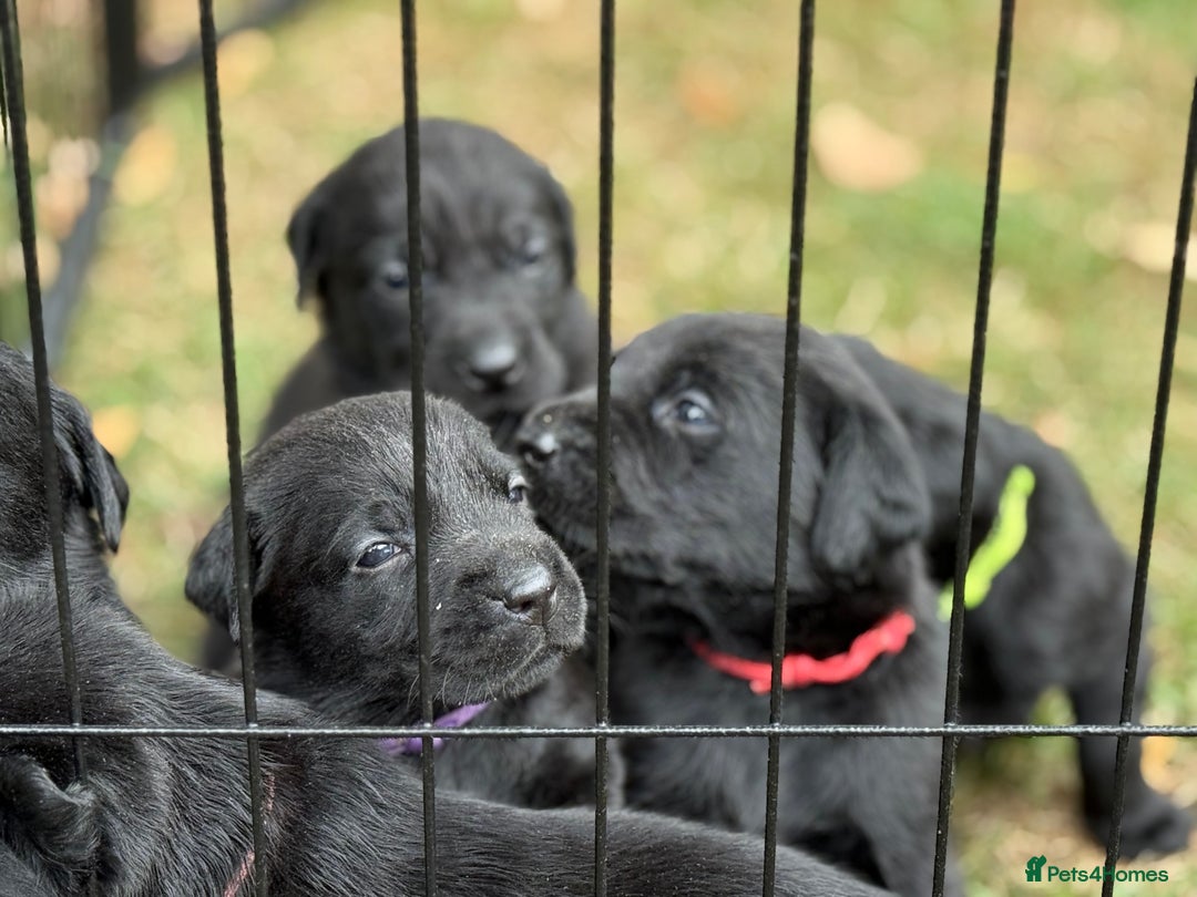 Labrador Retriever dogs for sale: 9 Gorgeous Black Labrador Puppies - Image 5