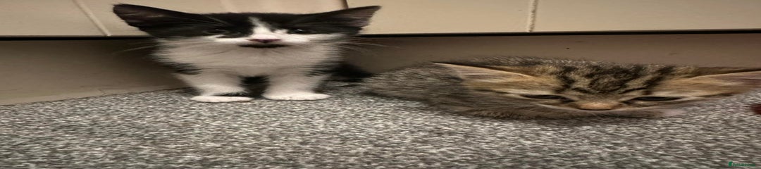 British Shorthair Kitten 3