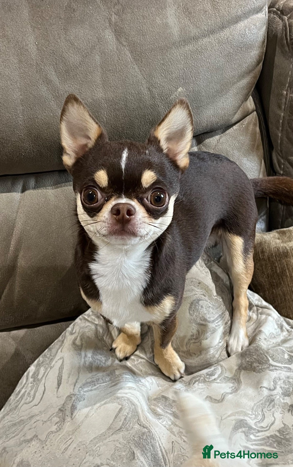 Chihuahua dogs Small and proven chihuahua for stud - Advert 1