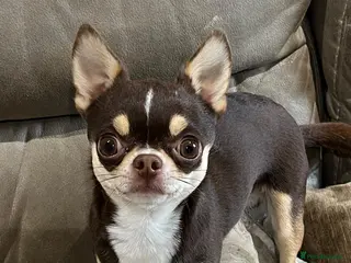 Chihuahua dogs Small and proven chihuahua for stud - Advert 2