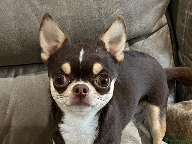 Chihuahua dogs Small and proven chihuahua for stud - Advert 2
