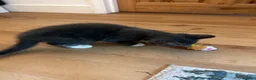 Mixed Breed cats for sale: Rare Gray/Grey Kitten - Advert 7