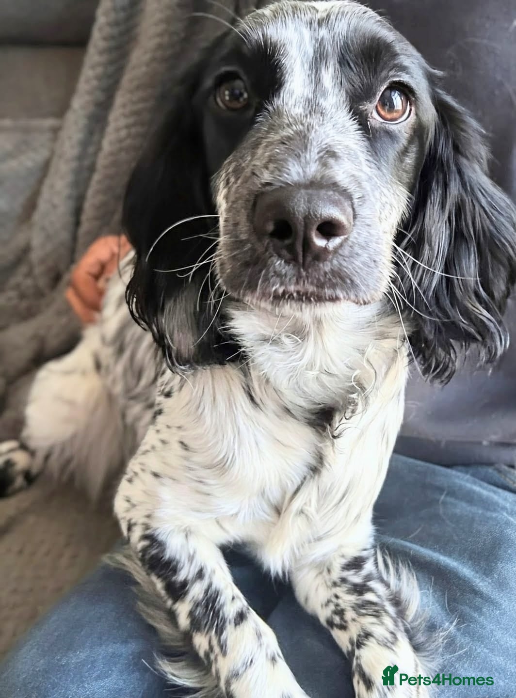 Sprocker dogs Miss Beau  - Advert 5