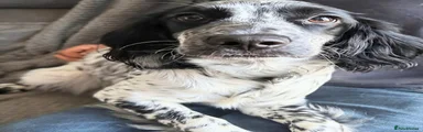 Sprocker Puppy 1