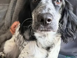 Sprocker dogs Miss Beau - Advert 5