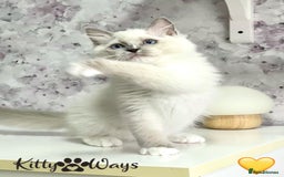 Ragdoll cats for sale: 🐾🩷*TICA REG* EU RAGDOLL KITTENS🌟 DNA CLEAR 🩵🐾 - Image 12