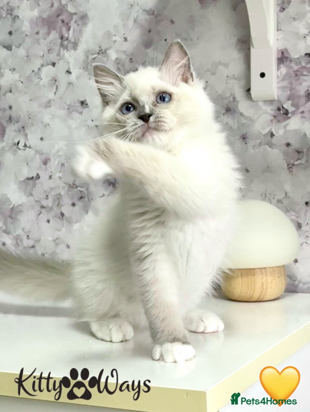Ragdoll cats for sale: 🐾🩷*TICA REG* EU RAGDOLL KITTENS🌟 DNA CLEAR 🩵🐾 - Image 12