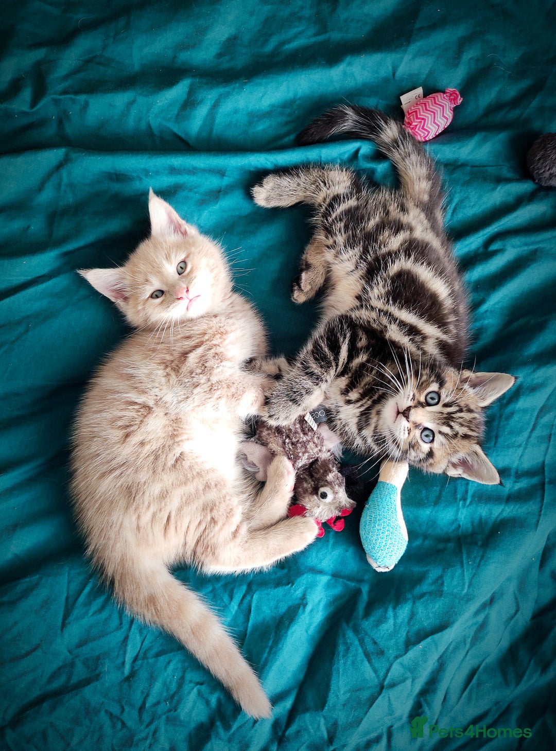 Mixed Breed cats for sale: 🐾 Affectionate Maine Coon Mix Kittens for Sale 🐾 - Advert 28