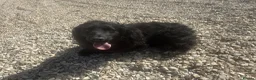 Cocker Spaniel dogs for sale: Female cocker spaniel in Evesham - Advert 2