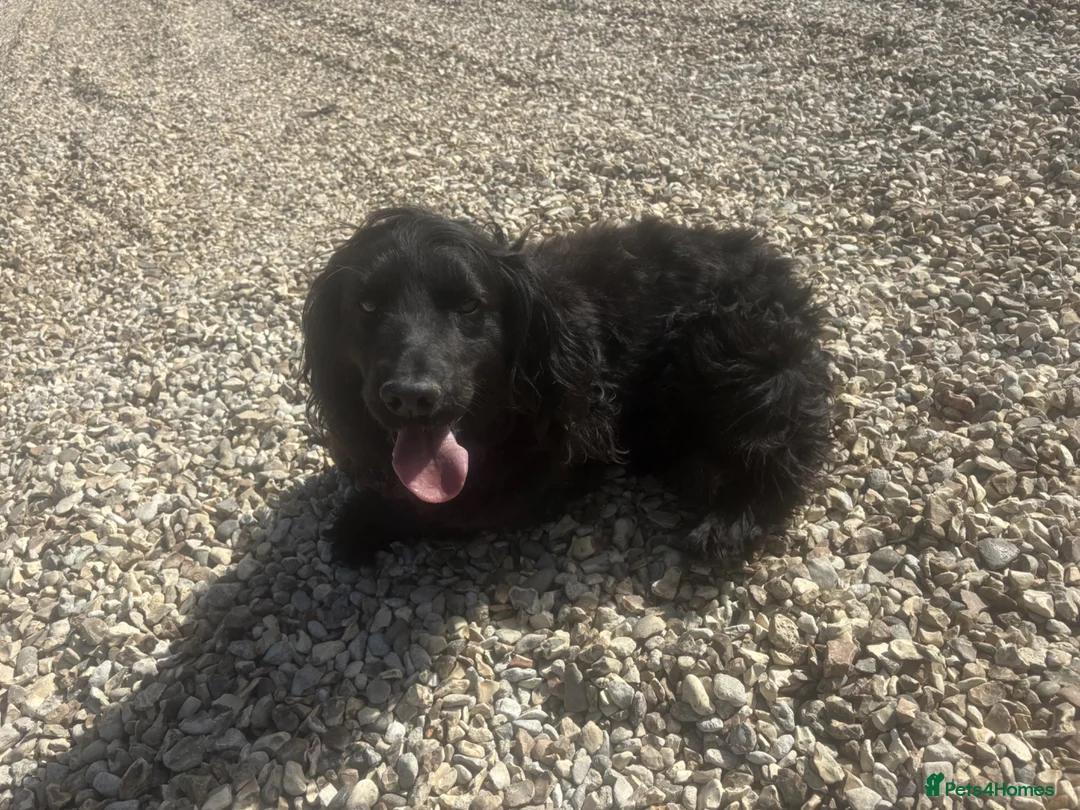 Cocker Spaniel dogs for sale: Female cocker spaniel in Evesham - Advert 2
